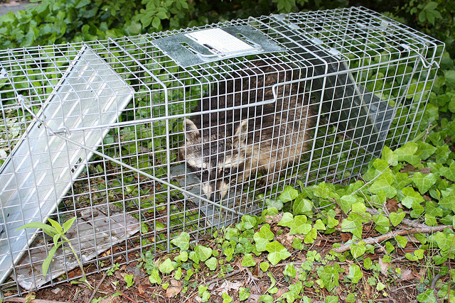 catch release raccoon