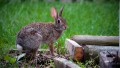 Keep Rabbits Out Of Your Garden