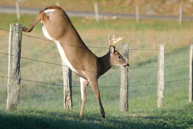 keep deer out of your garden